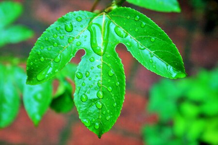 Drops water rain photo