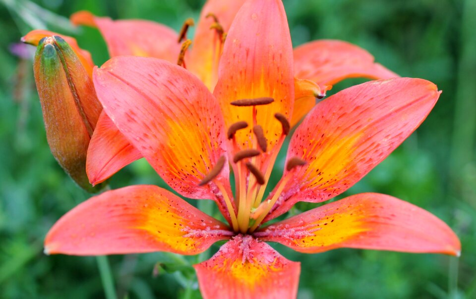 Blossom bloom red