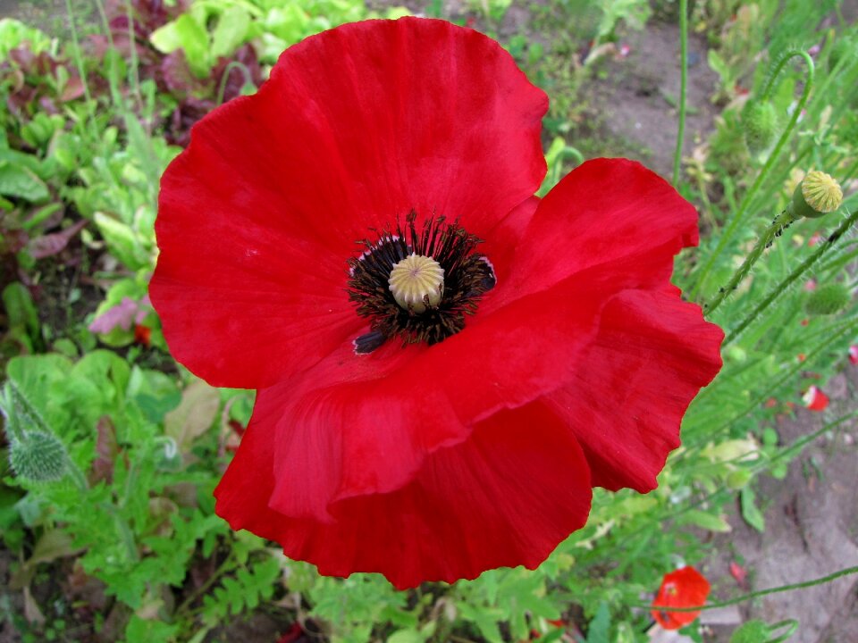 Poppy red flower Free photos