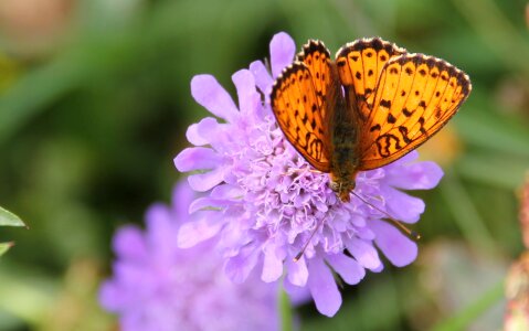 Butterfly wild flower insect photo