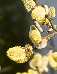 Willow catkin pasture kitten
