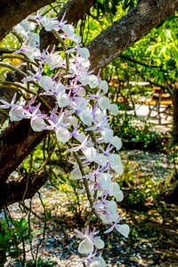 Blossom bloom flower
