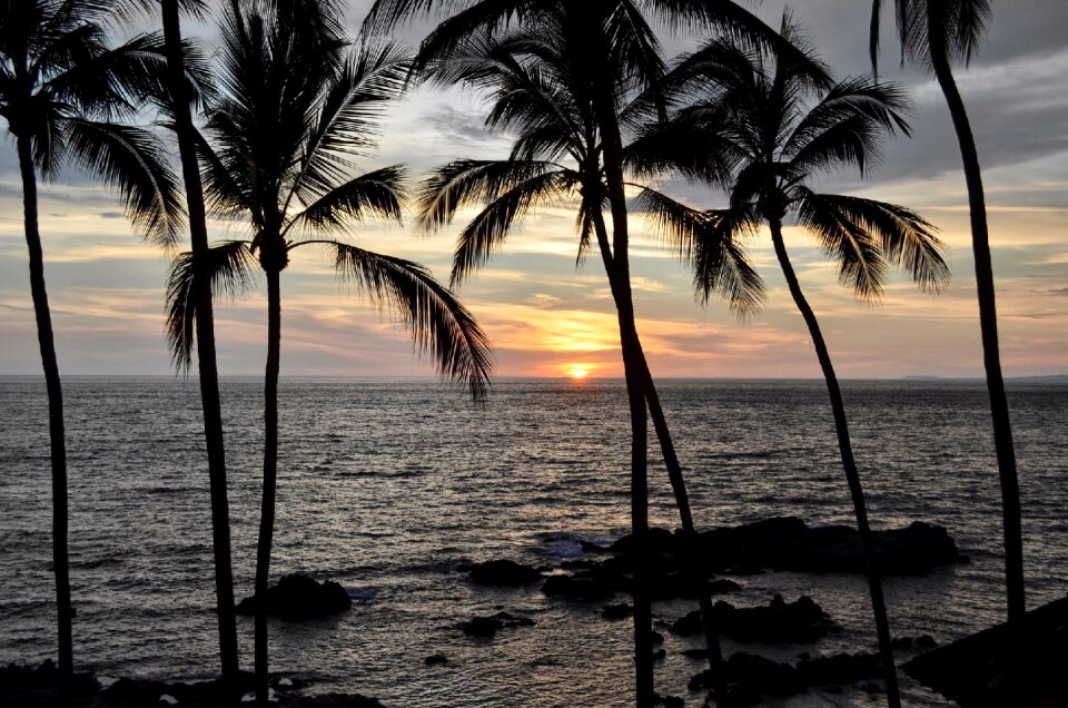 Mexico ocean trees