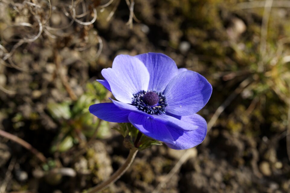 Ranunculaceae anemone coronaria spring