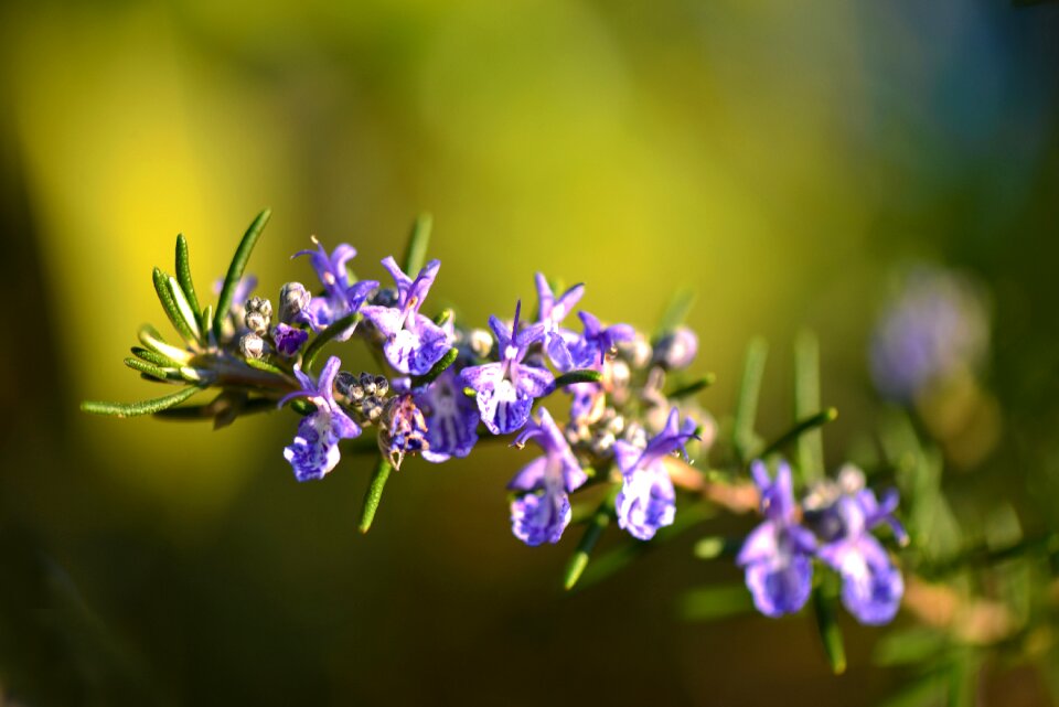 Violet green nature