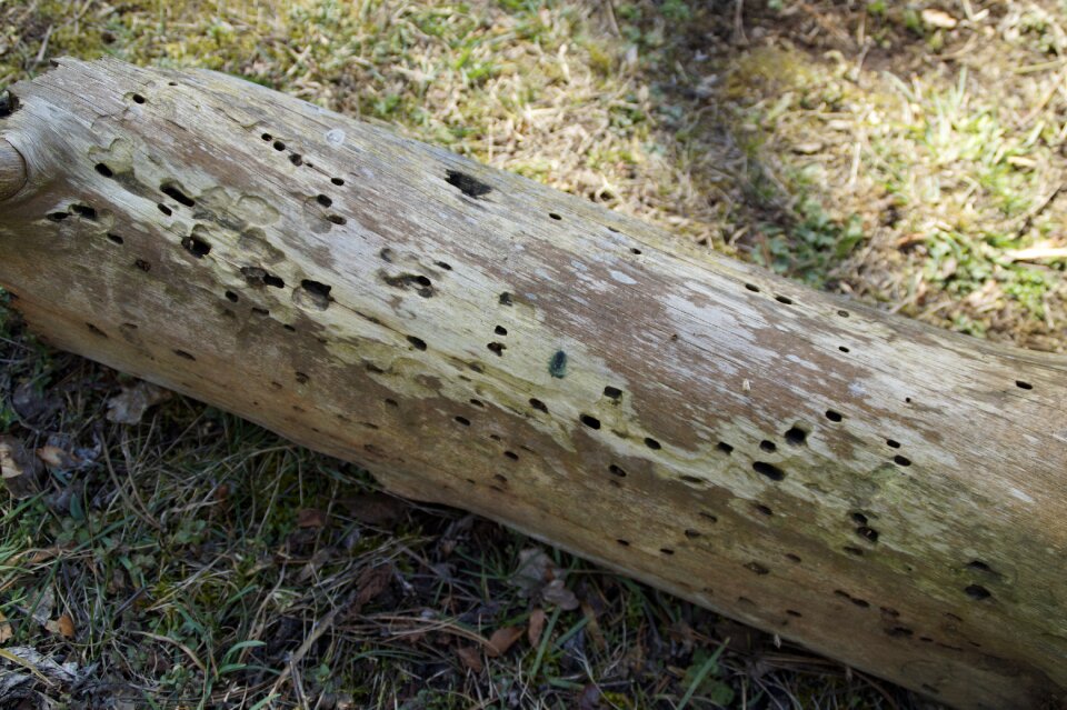 Wood wood holes animal tracks