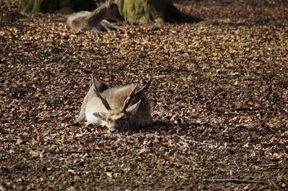 Dozing relaxation wild