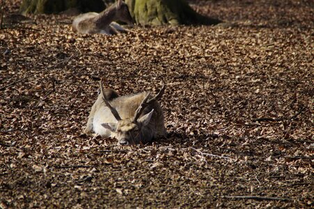 Dozing relaxation wild