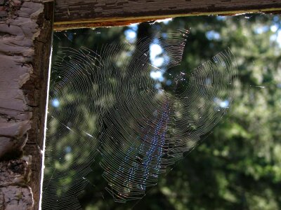 A spider in a cobweb network trap photo