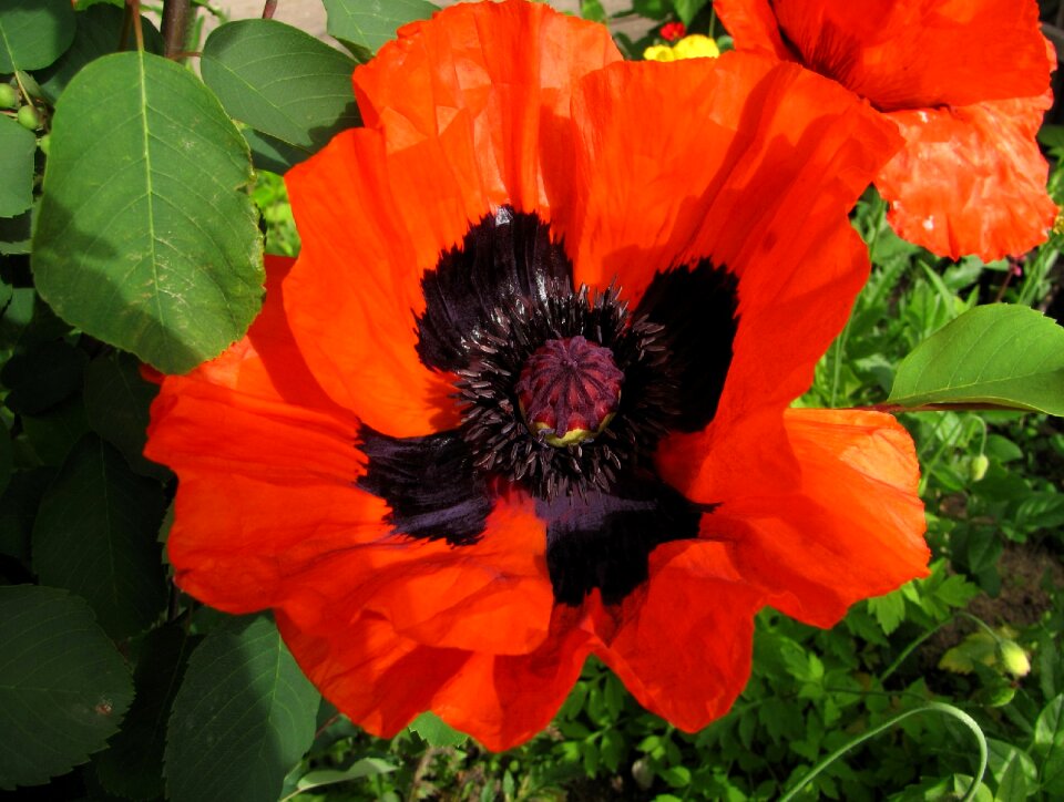 Flower garden plant red flower