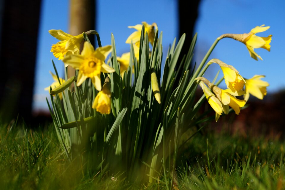 Flowers spring daffodil field