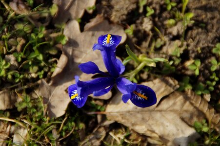 Blue iris iridaceae bloom photo