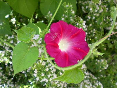 Climber plant flora blossom