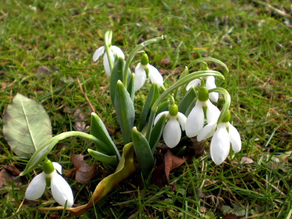 Spring flower white flowers