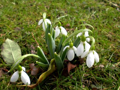 Spring flower white flowers