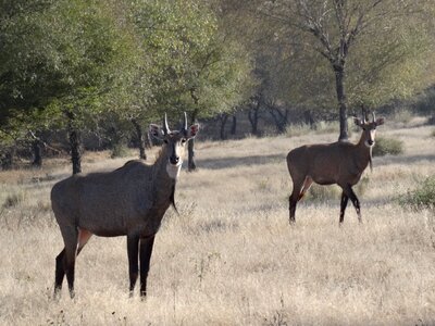 Blue bull deer animal