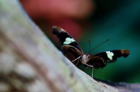 Insect butterflies macro photo