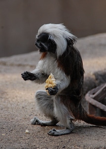 Wild animals wildlife mammal