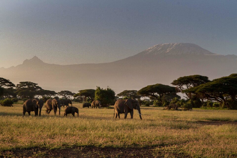 Elephant kenya nature
