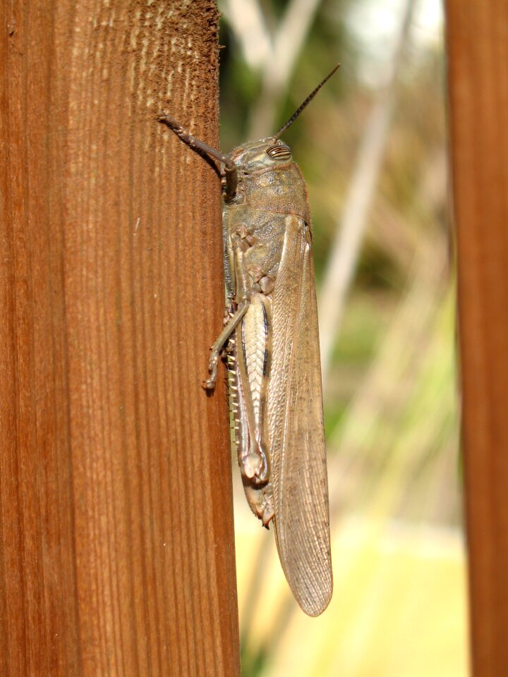 Insect macro wood