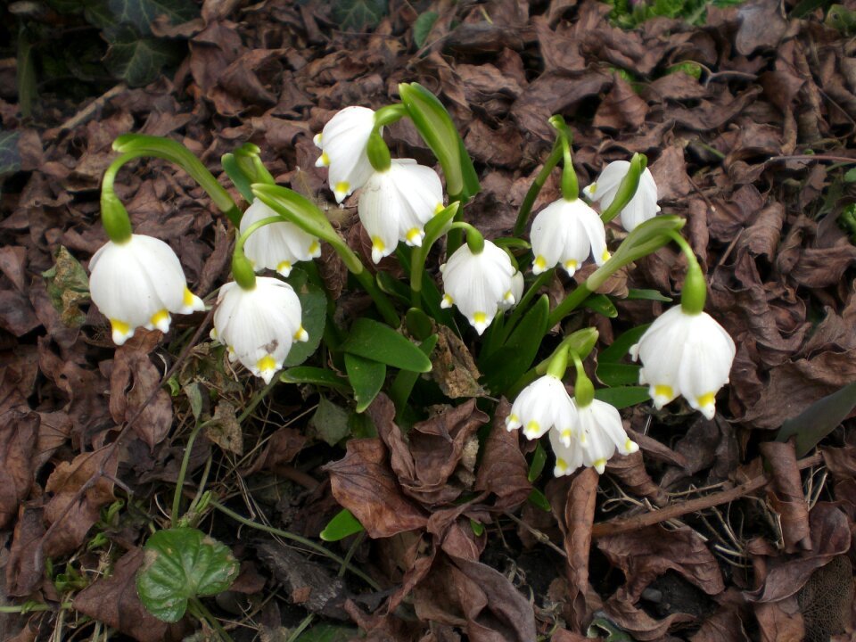 Flower white maerzgloeckchen