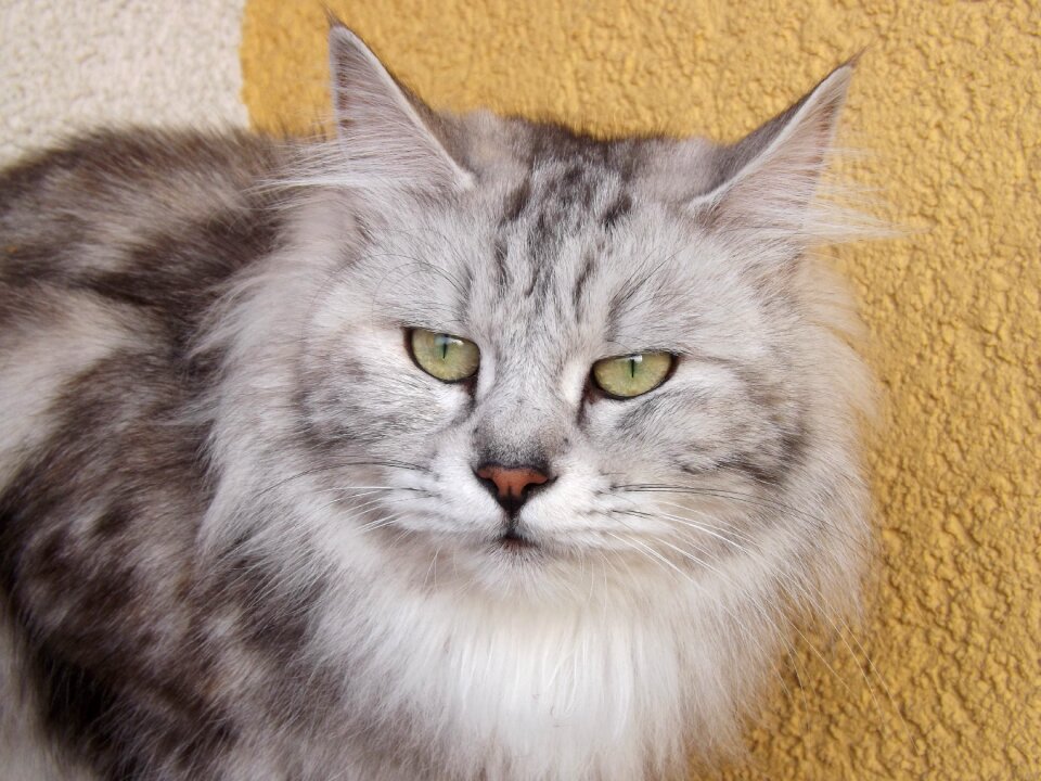 Kurilian bobtail kurilean bobtail eyes
