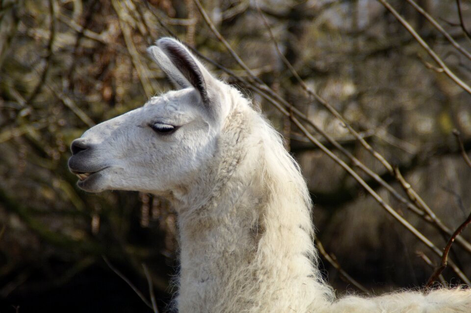 Pose livestock petting zoo