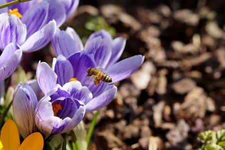 Pollination crocus spring photo