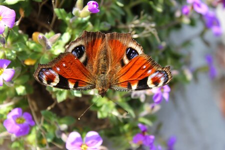 Wing flower close up photo