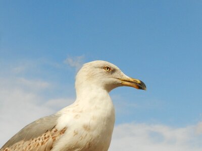 Seagull eye peak