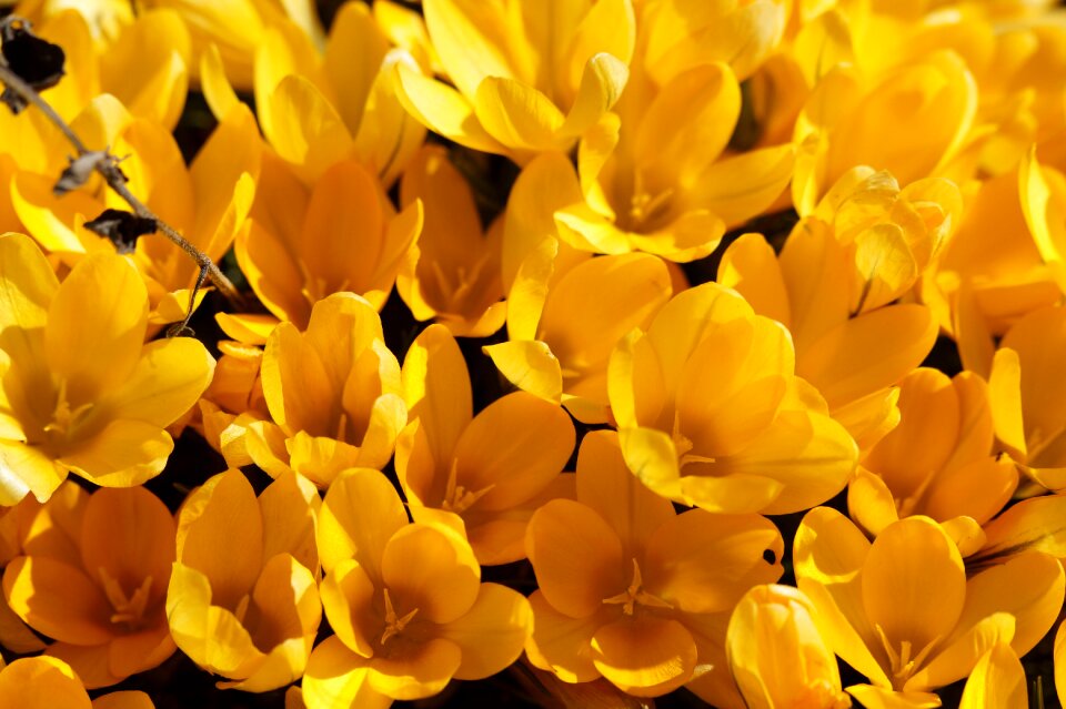 Flowers bloom yellow