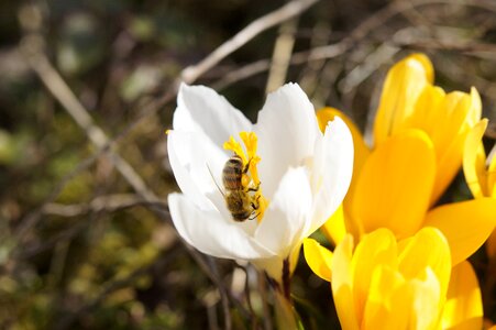 Pollen blossom bloom