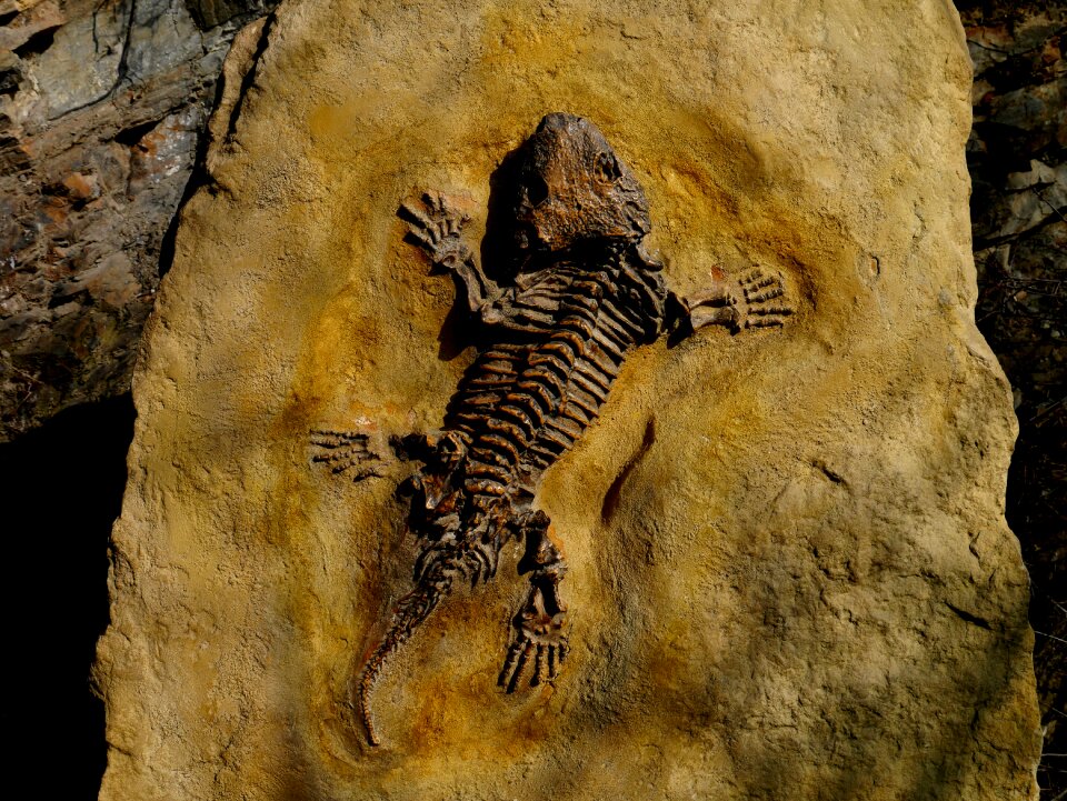 Petrified lizard stone