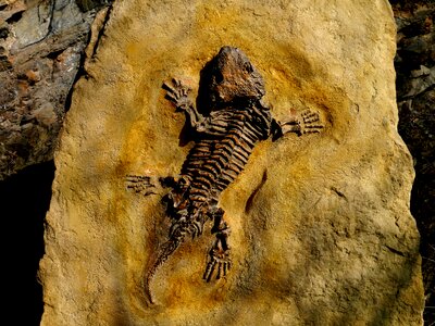 Petrified lizard stone