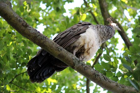 Bird tree feather