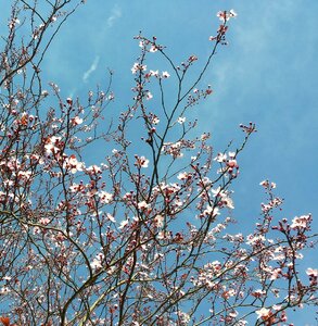 Blossom bloom bühen photo