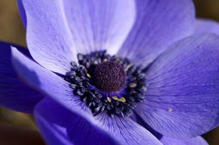 Blue close up flower