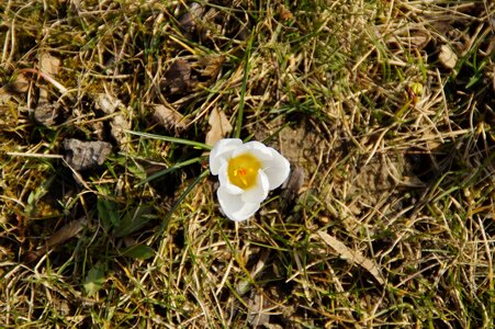 Splash of color harbinger of spring frühlinghaft