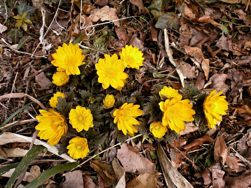 Winter flowers spring flowers ranunculaceae