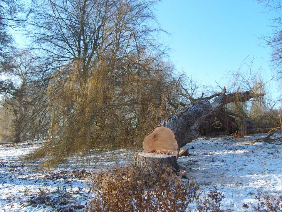 Cold tribe tree felling