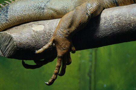 Iguana reptile leg