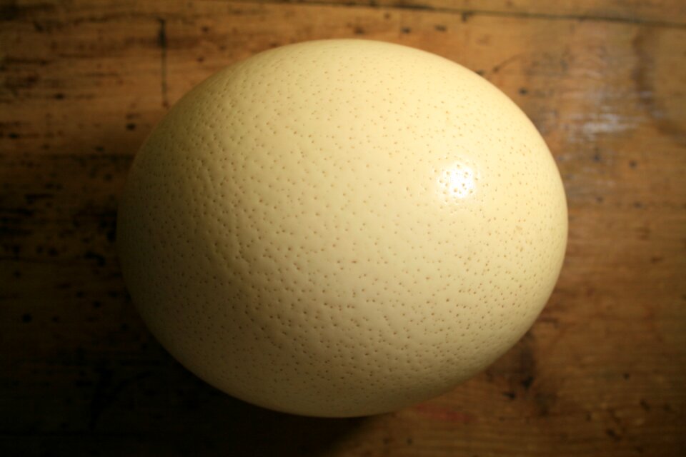 Ostrich buff dimpled