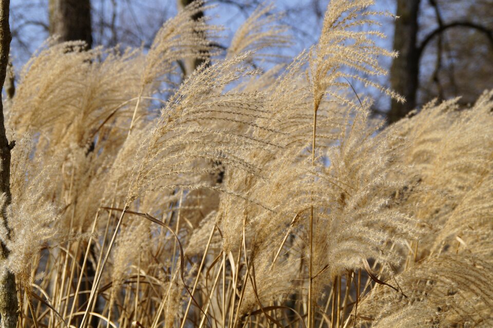Plant flora bank