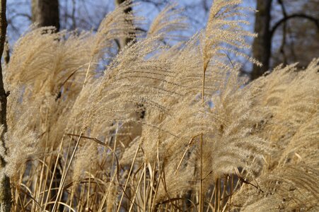 Plant flora bank