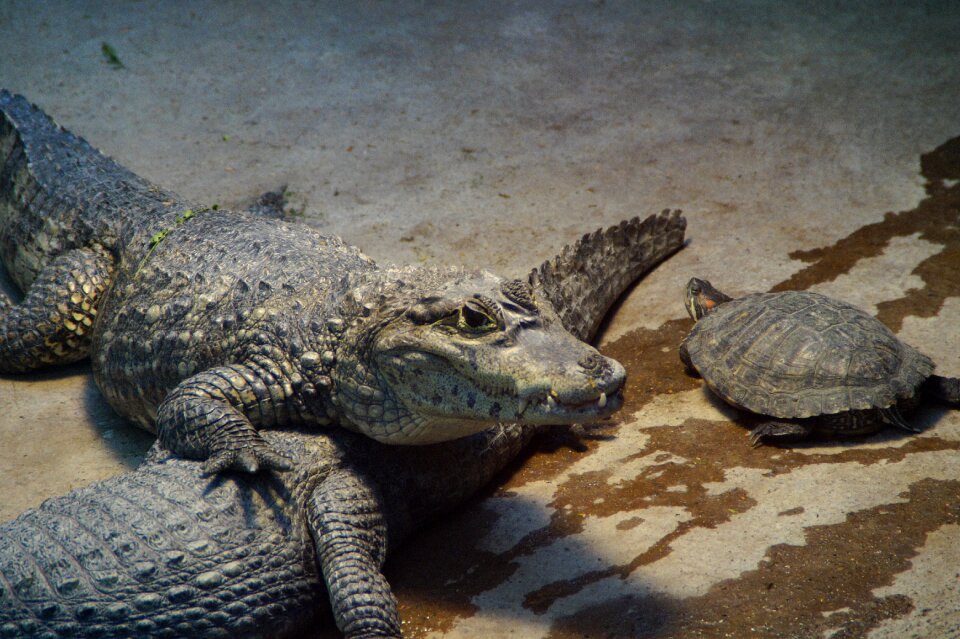 Zoo enclosure cayman