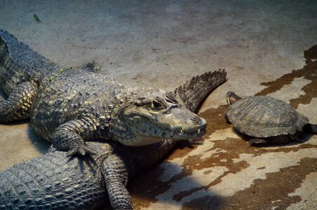 Zoo enclosure cayman photo