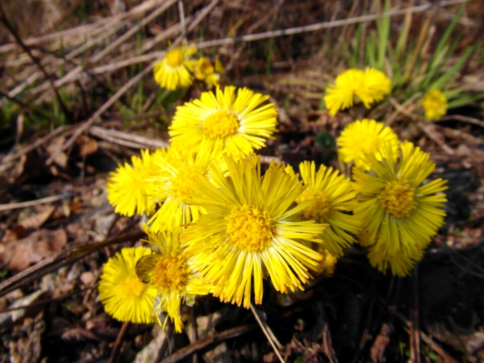 Yellow flowers composites