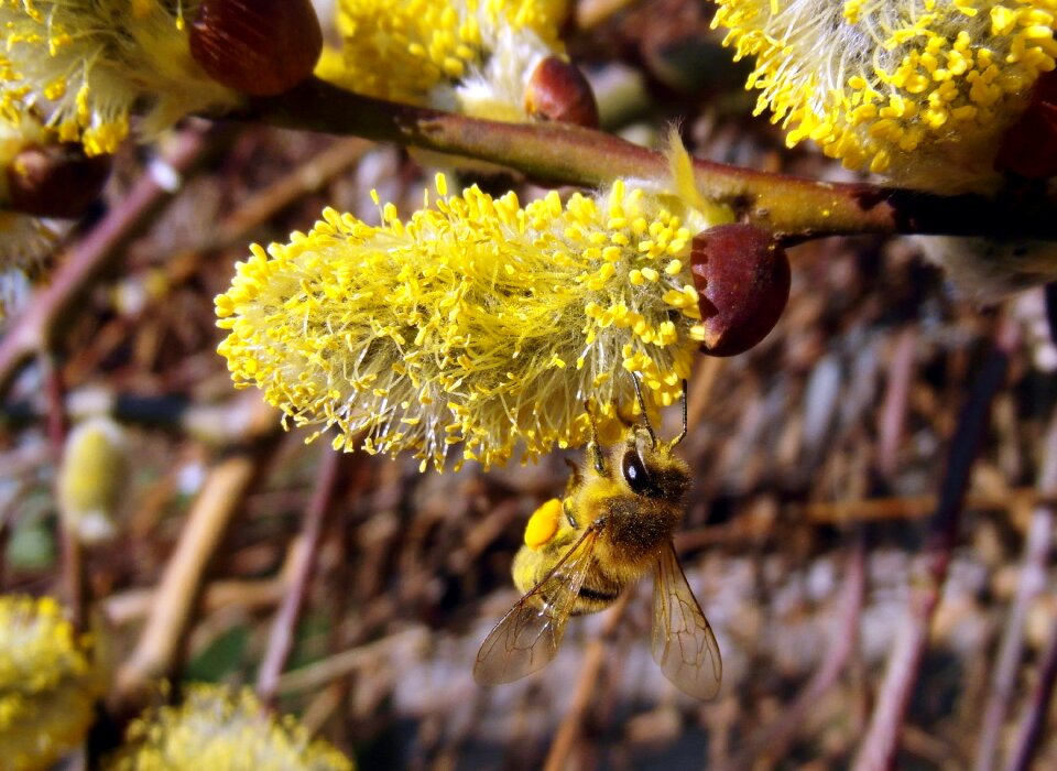 Honey bee work collect