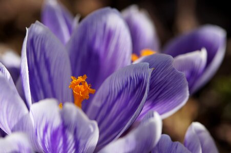 Macro blue flower photo