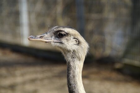 Animal neck head